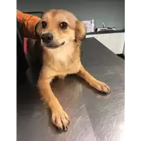 Foto dell\'animale cane - Matr. 2017/2540 - Microchip 380260042816223