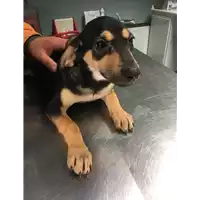 Foto dell\'animale cane - Matr. 2017/2542 - Microchip 380260042820195