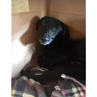 Foto dell\'animale cane - Matr. 2017/2546 - Microchip 380260042819970