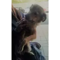 Foto dell\'animale cane - Matr. 2017/2547 - Microchip 380260042819956