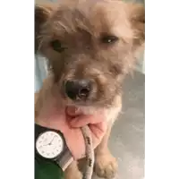 Foto dell\'animale cane - Matr. 2017/2537 - Microchip 380260042815988