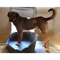 Foto dell\'animale cane - Matr. 2016/2158 - Microchip 380260042707286