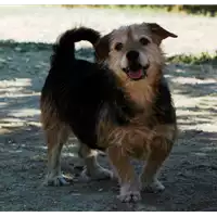 Foto dell\'animale cane - Matr. 2016/0796 - Microchip 380260002030493