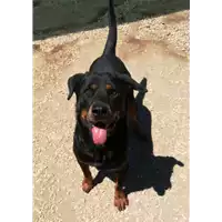 Foto dell\'animale cane - Matr. 2017/2553 - Microchip 380260042816072