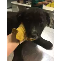 Foto dell\'animale cane - Matr. 2017/2568 - Microchip 380260042816129