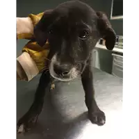 Foto dell\'animale cane - Matr. 2017/2567 - Microchip 380260042815634