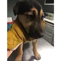Foto dell\'animale cane - Matr. 2017/2563 - Microchip 380260042816246