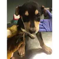 Foto dell\'animale cane - Matr. 2017/2561 - Microchip 380260042815909