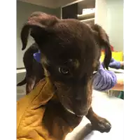 Foto dell\'animale cane - Matr. 2017/2560 - Microchip 380260042815478