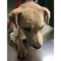 Foto dell\'animale cane - Matr. 2017/2558 - Microchip 380260042816338