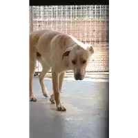 Foto dell\'animale cane - Matr. 2017/2570 - Microchip 380260042814662
