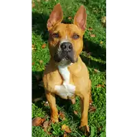 Foto dell\'animale cane - Matr. 2017/2569 - Microchip 380260000642385