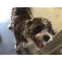 Foto dell\'animale cane - Matr. 2017/1331 - Microchip 380260040809189