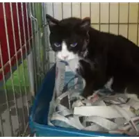 gatto - Matr. 2017/0971 - Microchip 380260043257653