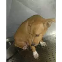 Foto dell\'animale cane - Matr. 2017/2243 - Microchip 380260042530085
