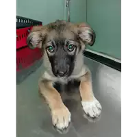 Foto dell\'animale cane - Matr. 2017/2188 - Microchip 380260043148421