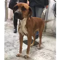 Foto dell\'animale cane - Matr. 2017/2579 - Microchip 380260042820230