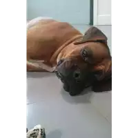 Foto dell\'animale cane - Matr. 2017/2588 - Microchip 380260042815691