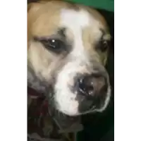 Foto dell\'animale cane - Matr. 2017/2590 - Microchip 380260042820075