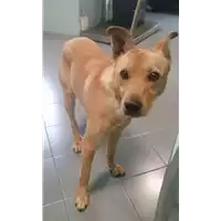 Foto dell\'animale cane - Matr. 2017/2592 - Microchip 380260042815165