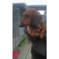 Foto dell\'animale cane - Matr. 2017/2600 - Microchip 380260080056853