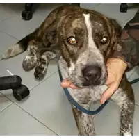 Foto dell\'animale cane - Matr. 2017/2601 - Microchip 380260042530233