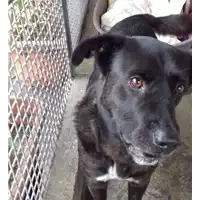 Foto dell\'animale cane - Matr. 2017/2602 - Microchip 380260042819750