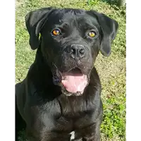 Foto dell\'animale cane - Matr. 2014/0829 - Microchip 982009106492655