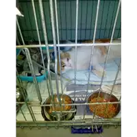 Foto dell\'animale gatto - Matr. 2017/2608 - Microchip 380260042819617