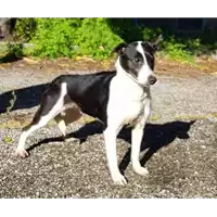 Foto dell\'animale cane - Matr. 2017/2355 - Microchip 380260042530161