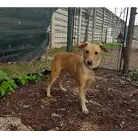 Foto dell\'animale cane - Matr. 2017/2356 - Microchip 380260042530973