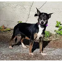 Foto dell\'animale cane - Matr. 2017/2357 - Microchip 380260042530368