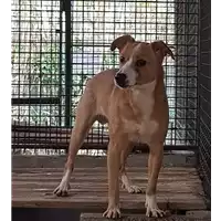 Foto dell\'animale cane - Matr. 2017/2358 - Microchip 380260042531597