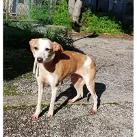 Foto dell\'animale cane - Matr. 2017/2383 - Microchip 380260000853620