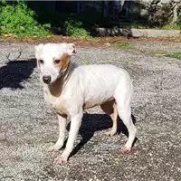 Foto dell\'animale cane - Matr. 2017/2384 - Microchip 380260042531577