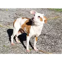 Foto dell\'animale cane - Matr. 2017/2385 - Microchip 380260042531343