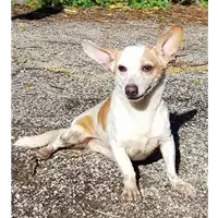 Foto dell\'animale cane - Matr. 2017/2374 - Microchip 380260043150130