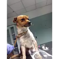 Foto dell\'animale cane - Matr. 2017/2612 - Microchip 380260042819953