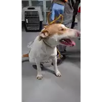 Foto dell\'animale cane - Matr. 2017/2611 - Microchip 380260042820209
