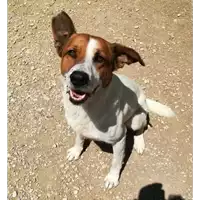 Foto dell\'animale cane - Matr. 2017/2613 - Microchip 380260042819676
