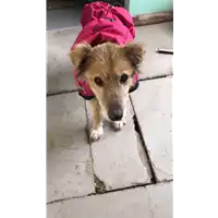 Foto dell\'animale cane - Matr. 2017/2614 - Microchip 380260042815583