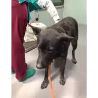 cane - Matr. 2017/2615 - Microchip 380260042819589