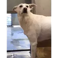 Foto dell\'animale cane - Matr. 2015/0249 - Microchip 380260042134175