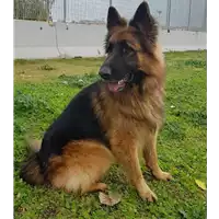 Foto dell\'animale cane - Matr. 2017/0651 - Microchip 380260043150414