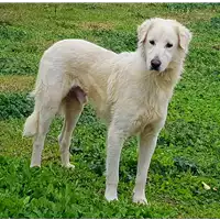 Foto dell\'animale cane - Matr. 2016/2312 - Microchip 380260042531654
