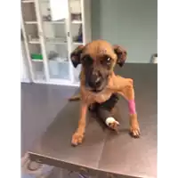 Foto dell\'animale cane - Matr. 2017/2622 - Microchip 380260042816456