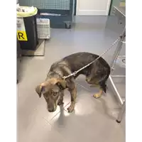 Foto dell\'animale cane - Matr. 2017/2624 - Microchip 380260042820301