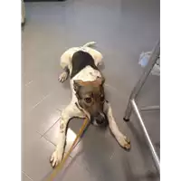 Foto dell\'animale cane - Matr. 2017/2623 - Microchip 380260042820302
