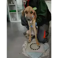 Foto dell\'animale cane - Matr. 2017/2629 - Microchip 380260042815556