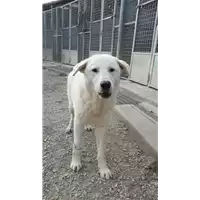 Foto dell\'animale cane - Matr. 2017/2630 - Microchip 380260042815601
